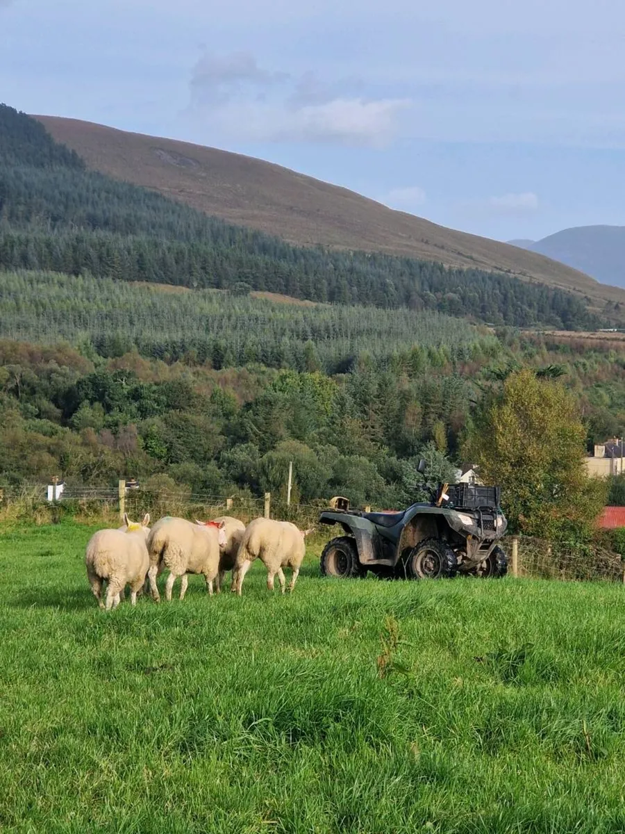 Wicklow cheviots hoggets - Image 3