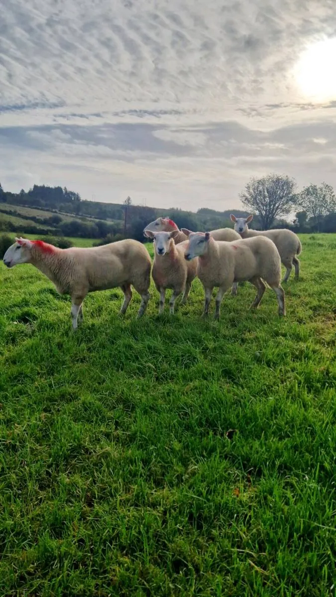 Wicklow cheviots hoggets - Image 4