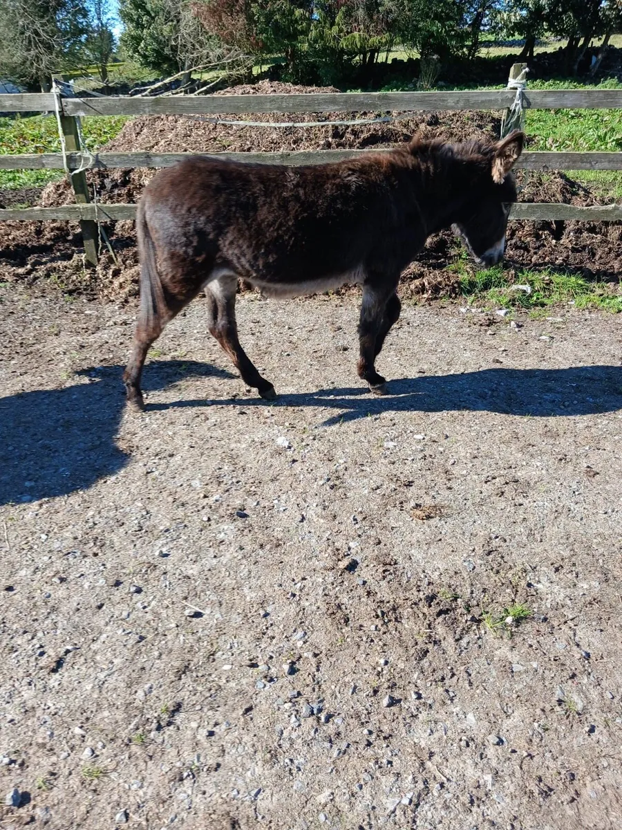 Mare donkey for sale - Image 1