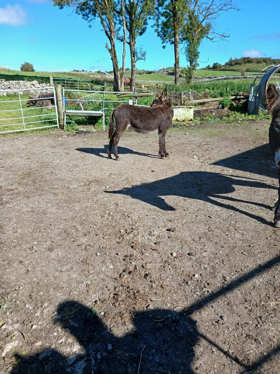 Mare donkey for sale - Image 2