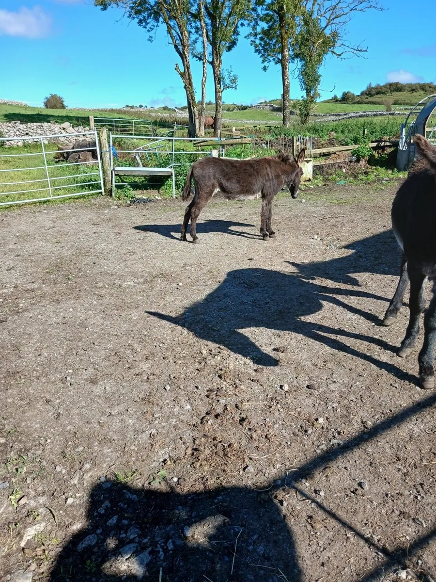 Mare donkey for sale - Image 3