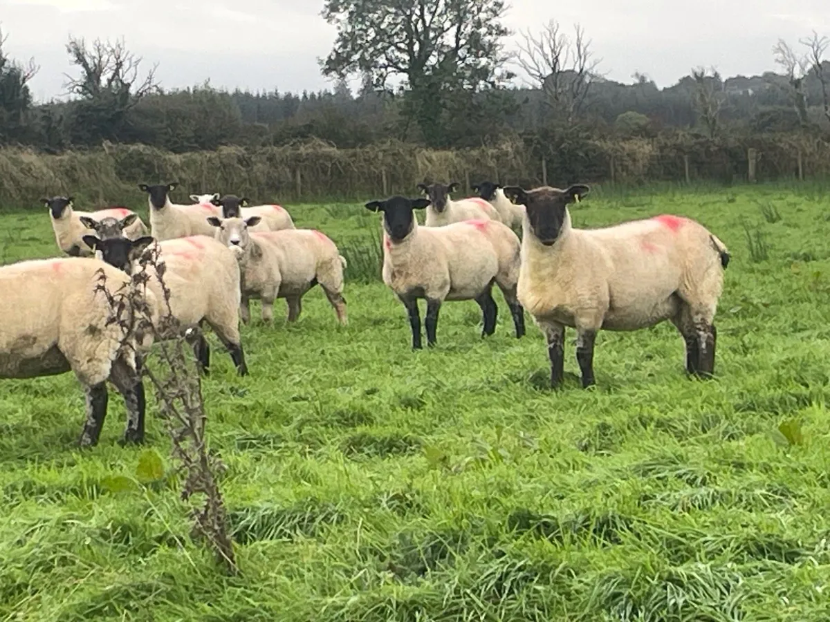 Hogget Ewes for sale, ideal for breeding - Image 2