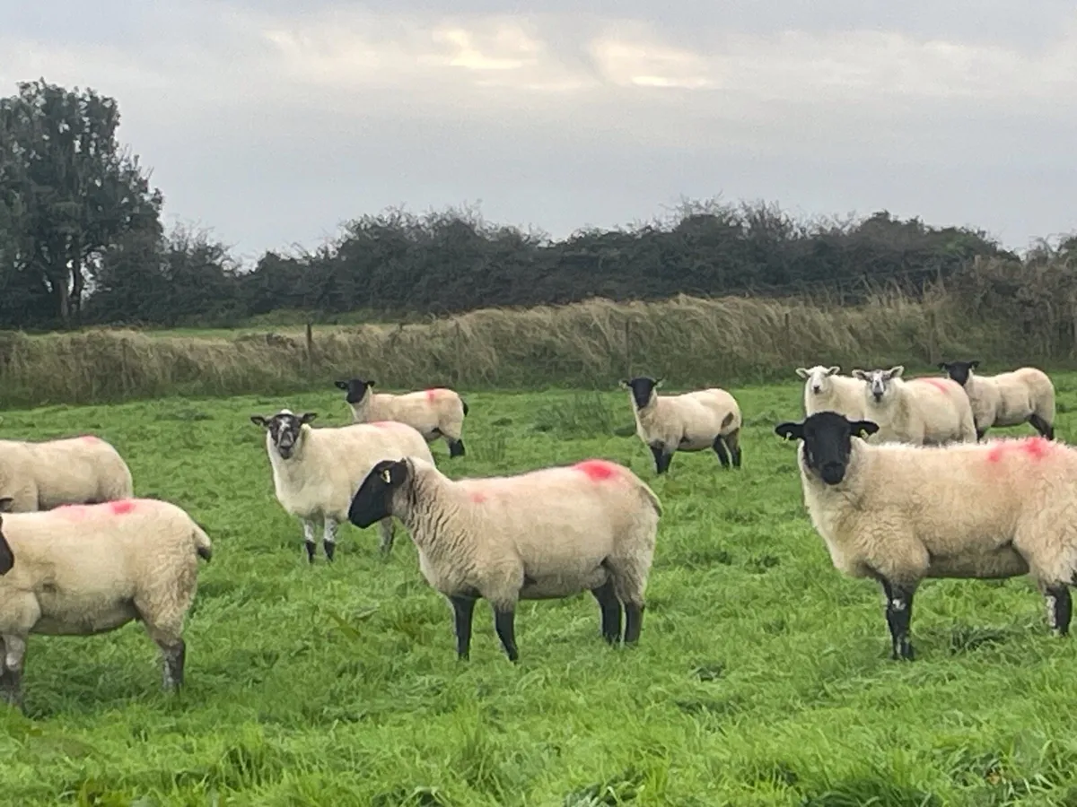 Hogget Ewes for sale, ideal for breeding - Image 3