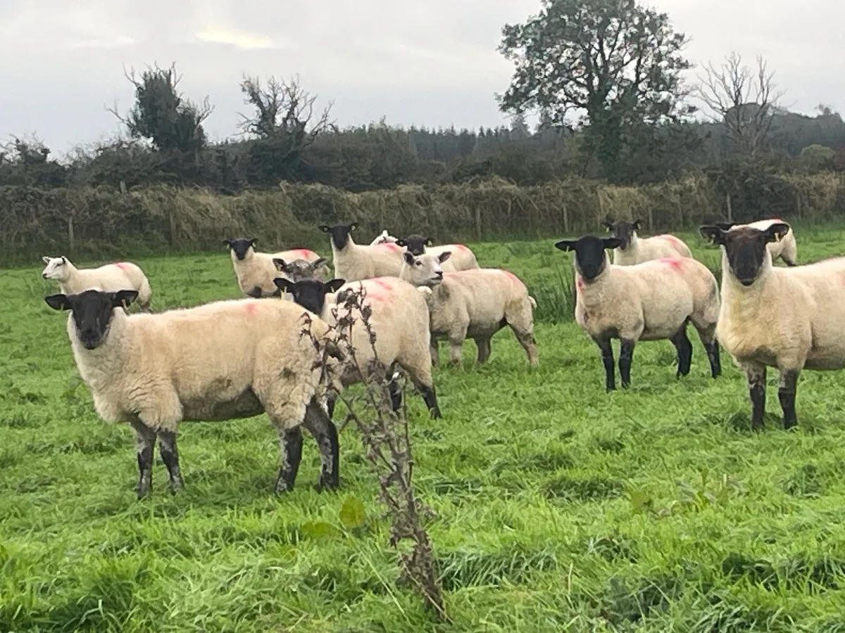 Hogget Ewes for sale, ideal for breeding - Image 4