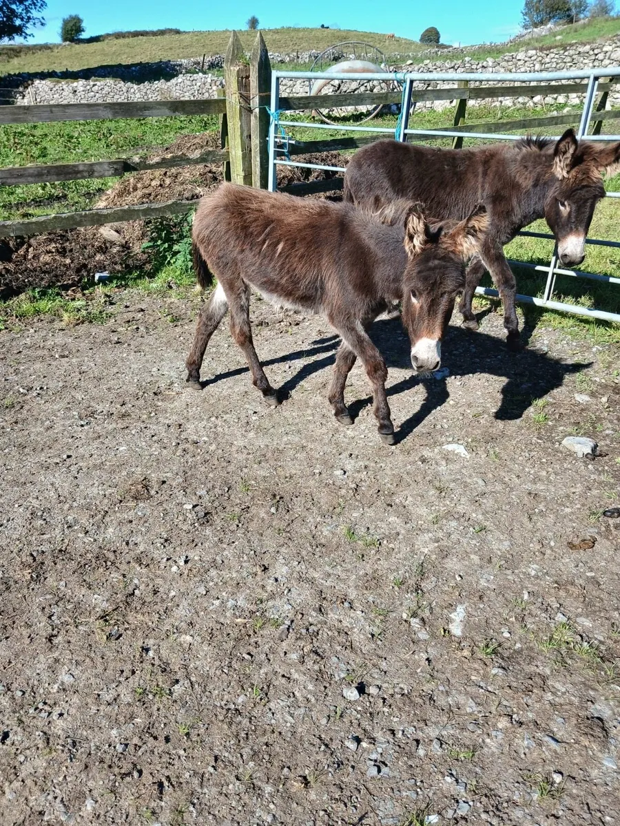 Young Filly for Sale - Image 1