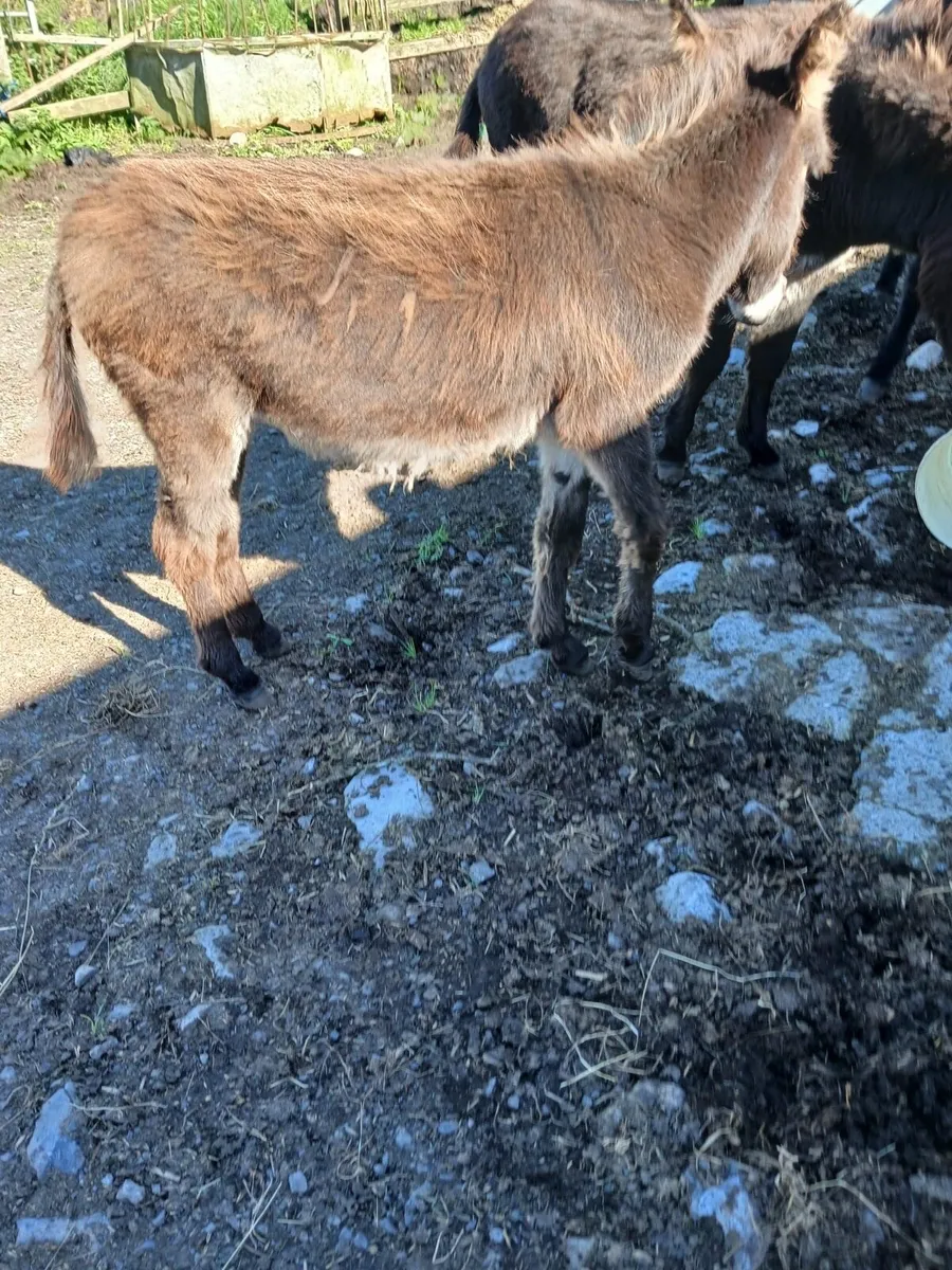 Young Filly for Sale - Image 2