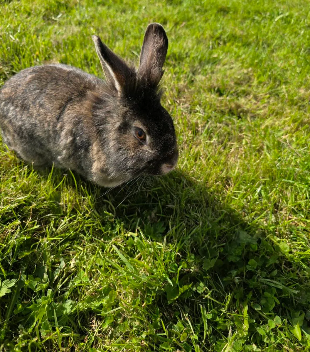 Stunning Fluffy Baby Rabbits & Beautiful Breeding - Image 1