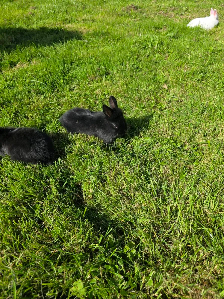Stunning Fluffy Baby Rabbits & Beautiful Breeding - Image 2