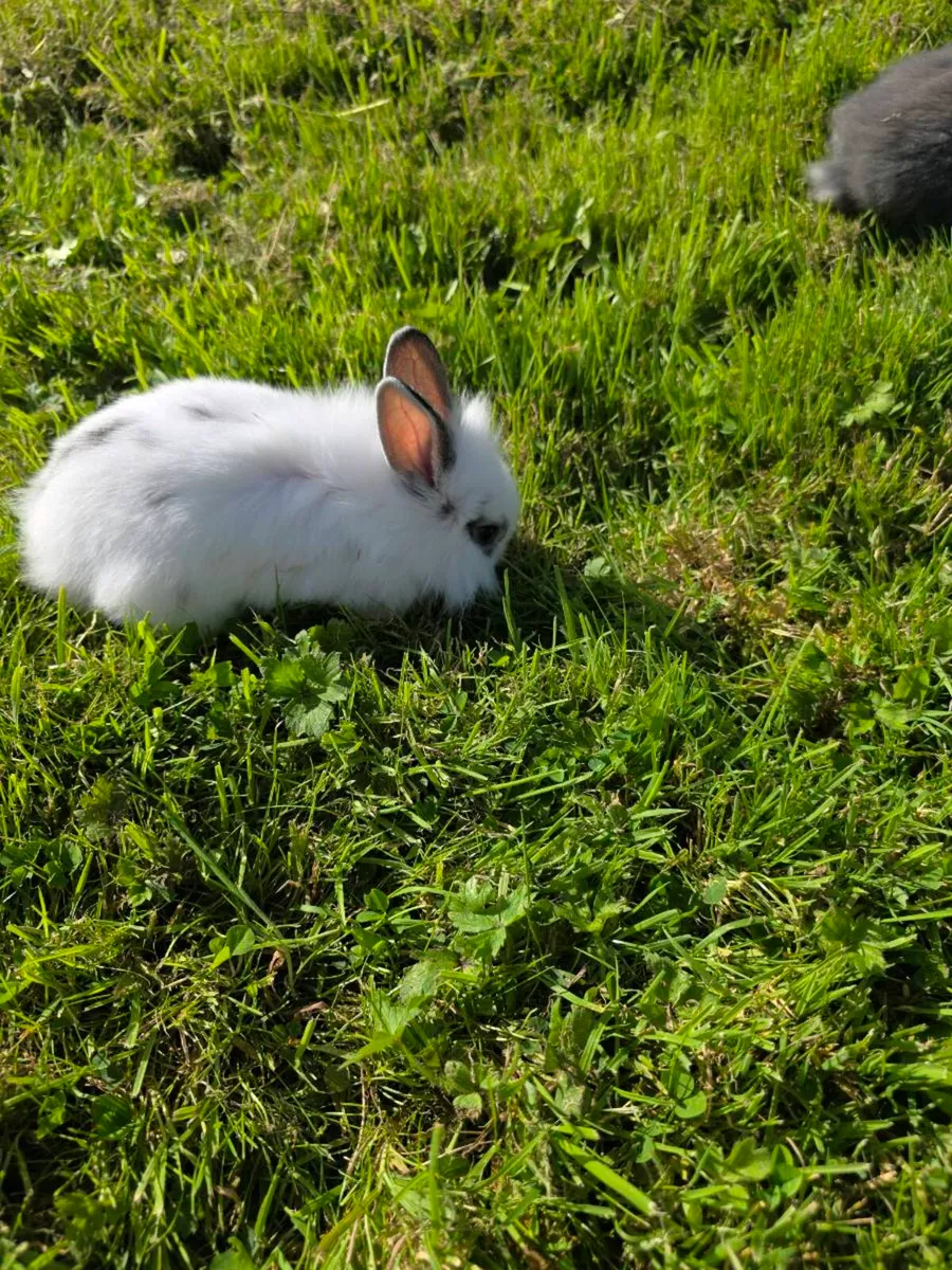 Stunning Fluffy Baby Rabbits & Beautiful Breeding - Image 2