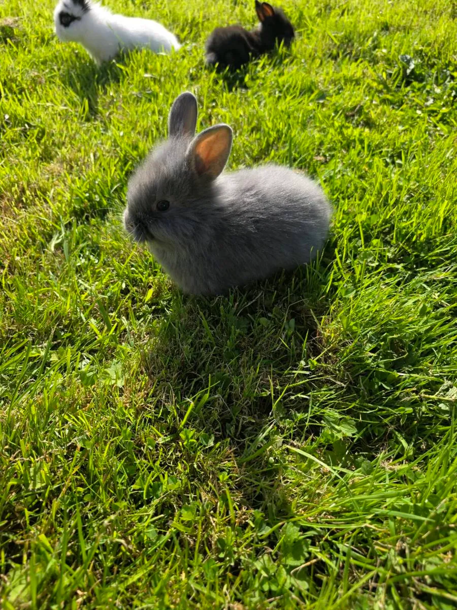 Stunning Fluffy Baby Rabbits & Beautiful Breeding - Image 3