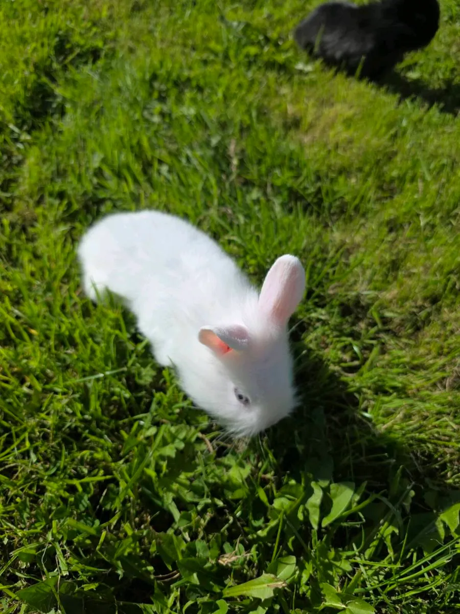 Stunning Fluffy Baby Rabbits & Beautiful Breeding - Image 4