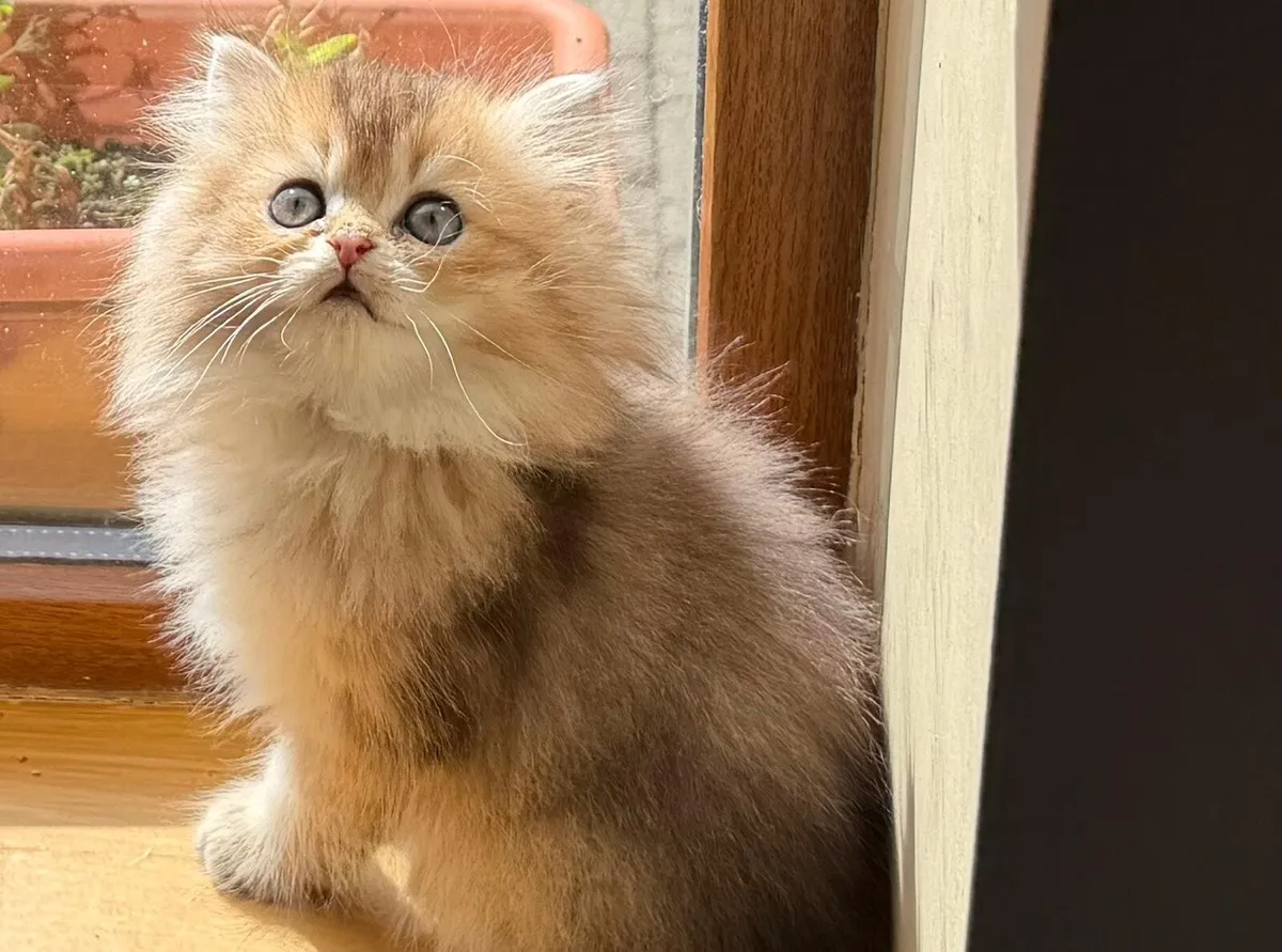 Golden British Longhair female kitten - Image 2