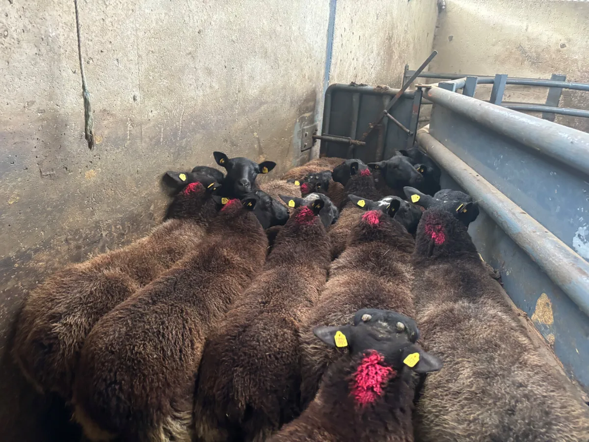 12 strong hoggets - Image 2