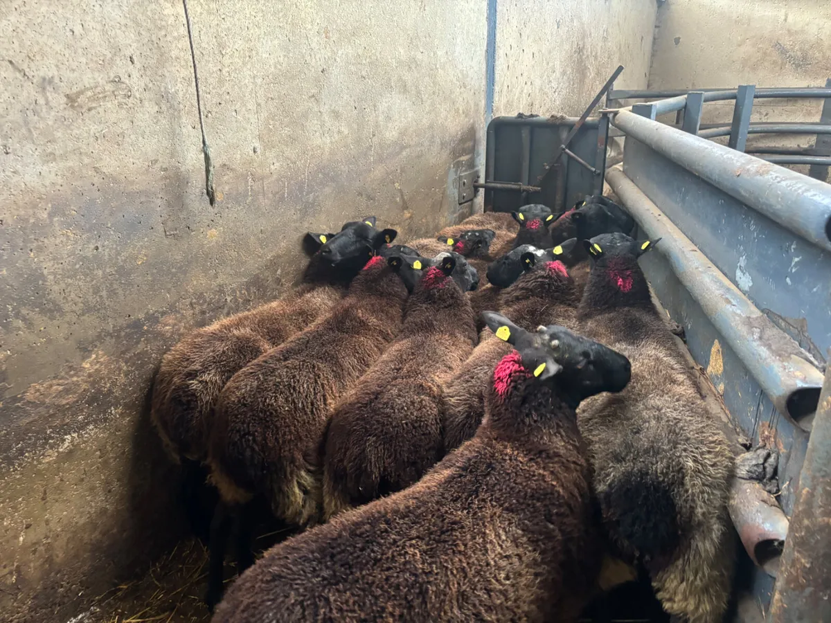 12 strong hoggets - Image 4