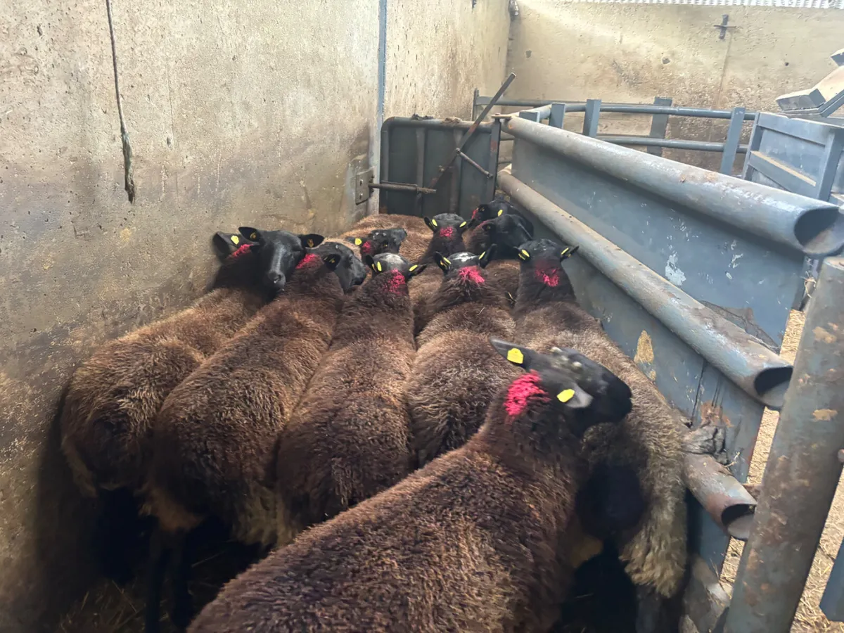 12 strong hoggets - Image 3