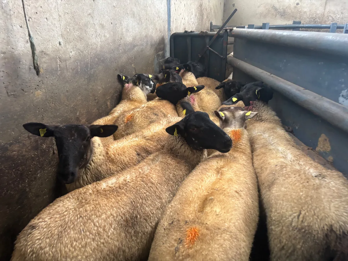 11 strong hoggets - Image 3