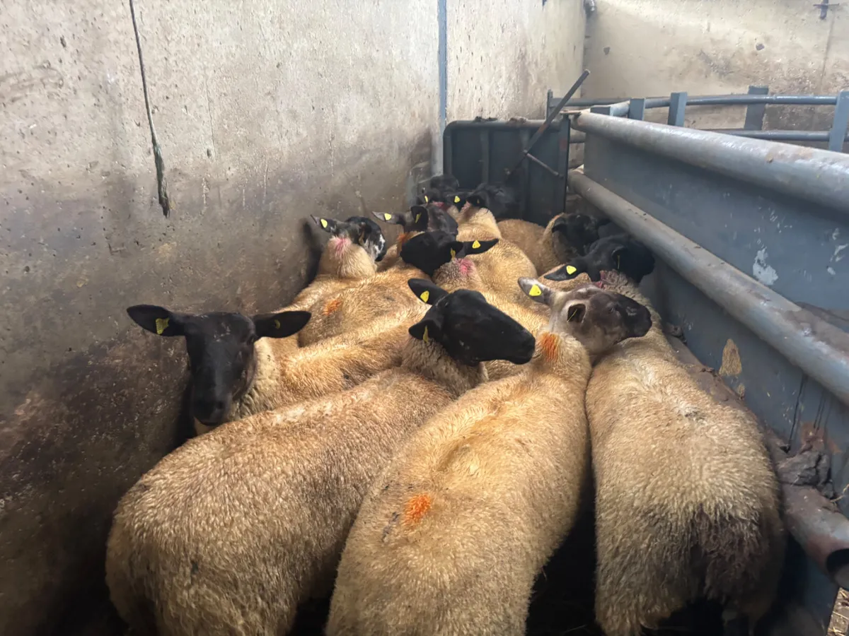 11 strong hoggets - Image 2