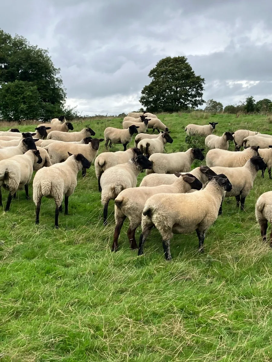 Suffolk Hogget - Image 4