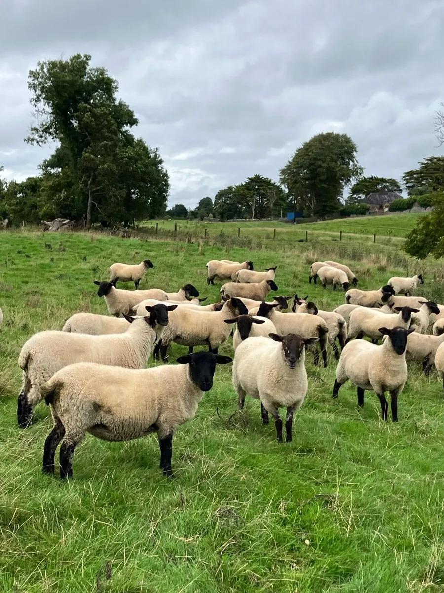 Suffolk Hogget - Image 3