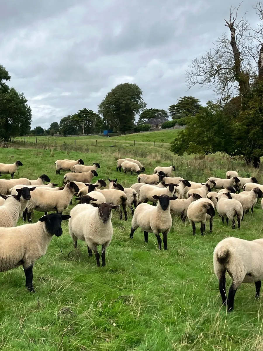 Suffolk Hogget - Image 2