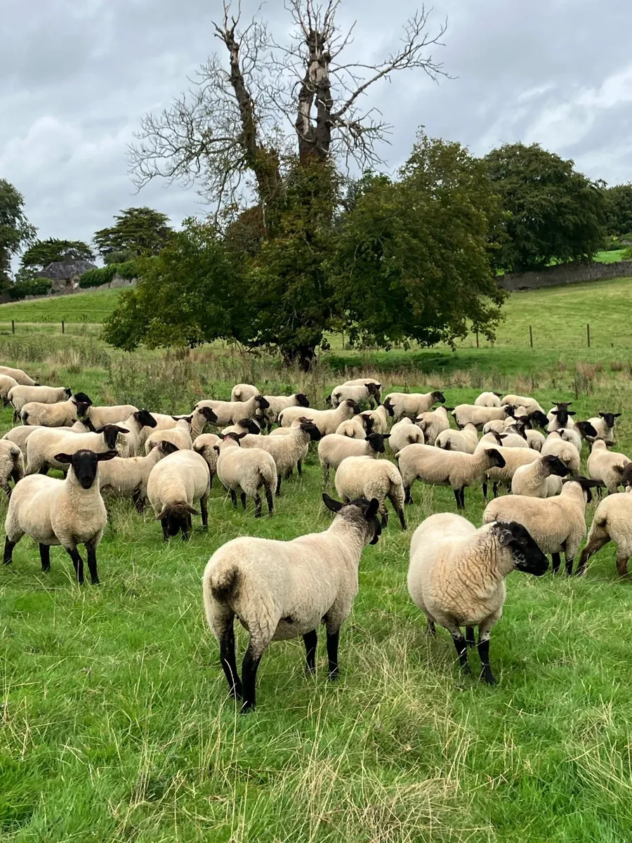 Suffolk Hogget - Image 1