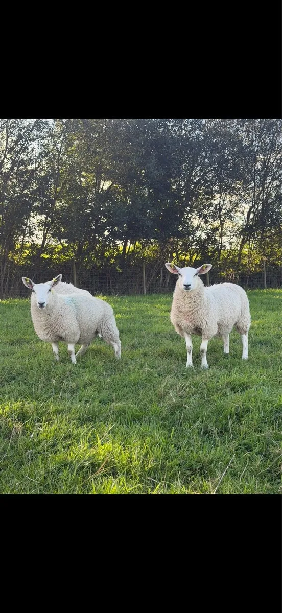 Ewe Lambs - Image 2