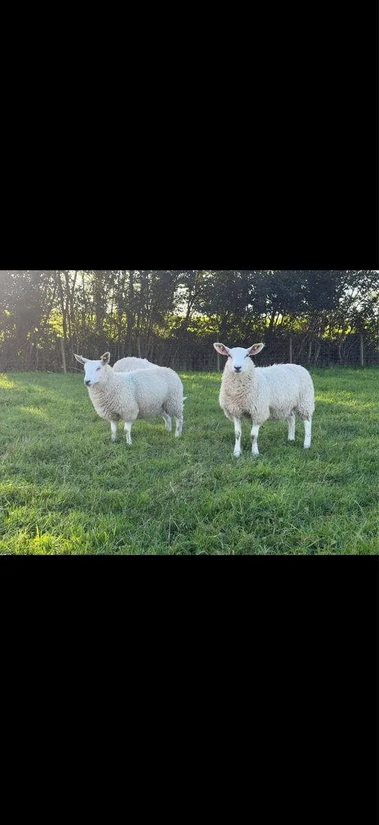 Ewe Lambs - Image 3