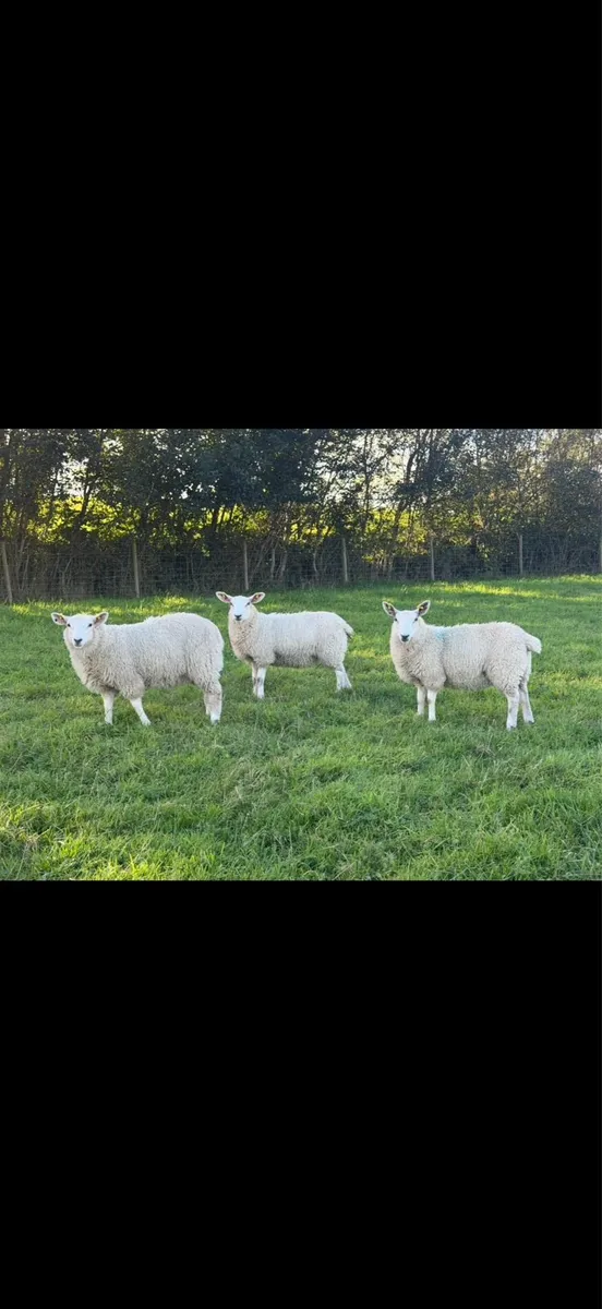 Ewe Lambs - Image 1
