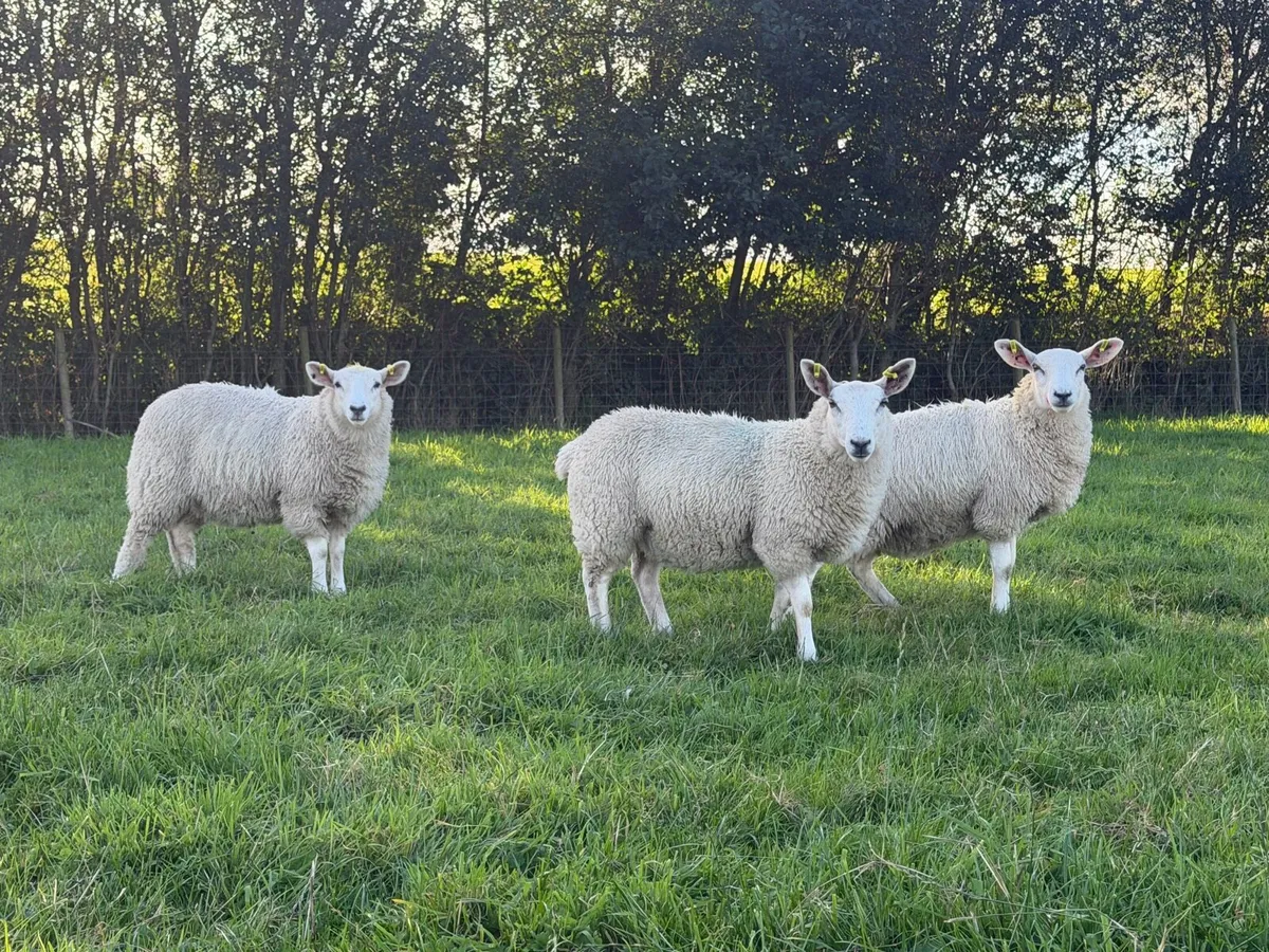 Ewe Lambs - Image 4