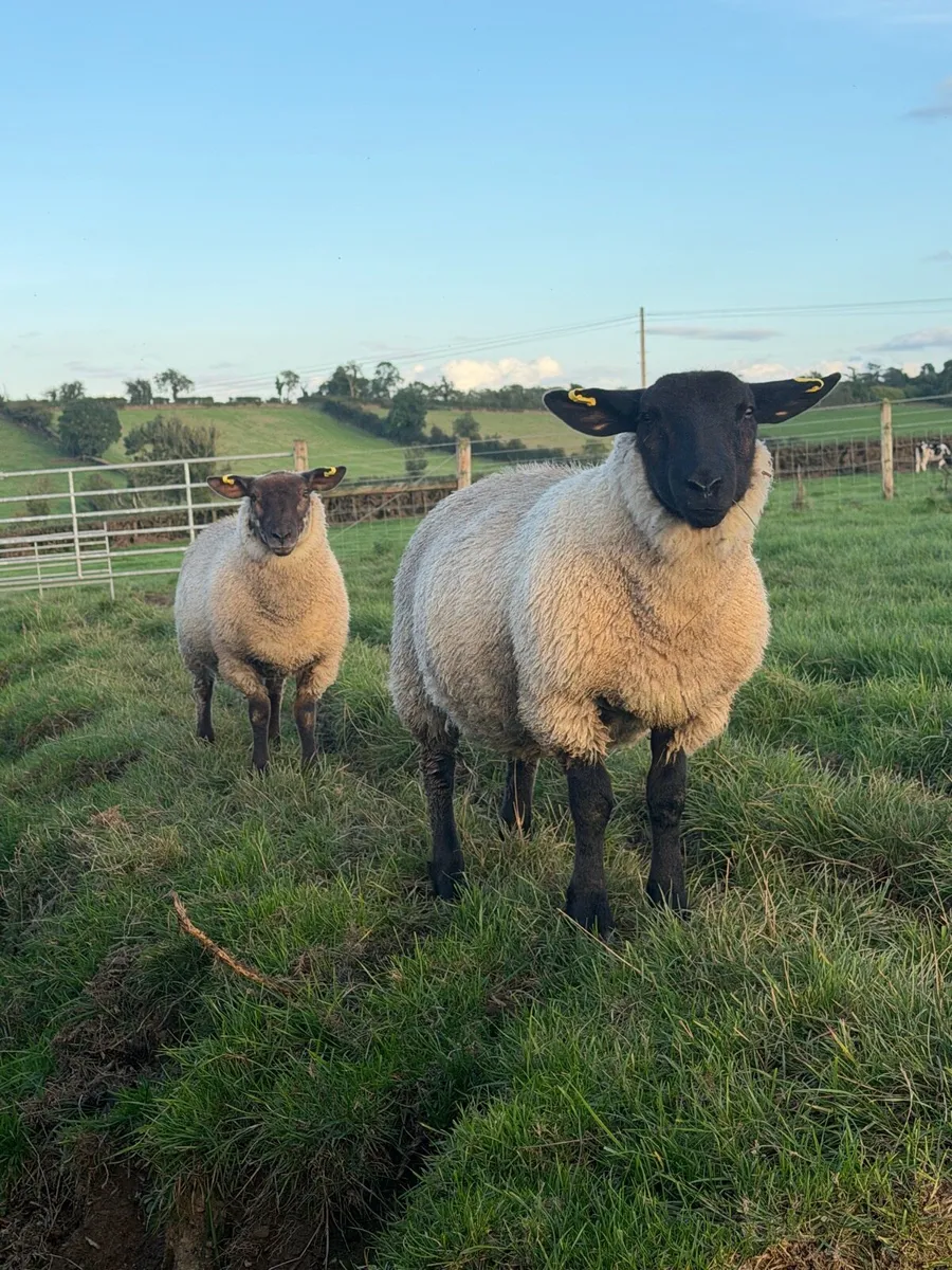 Ewe Lambs - Image 3