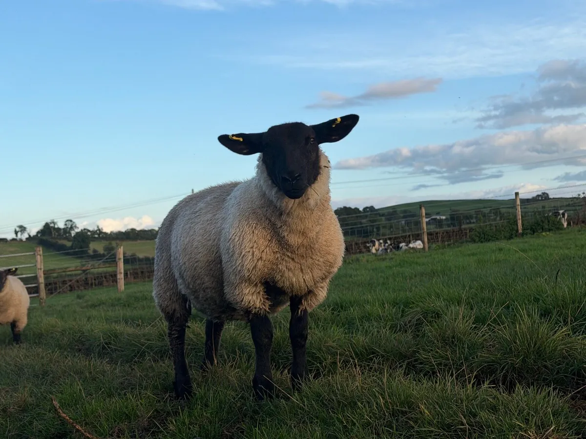 Ewe Lambs - Image 4
