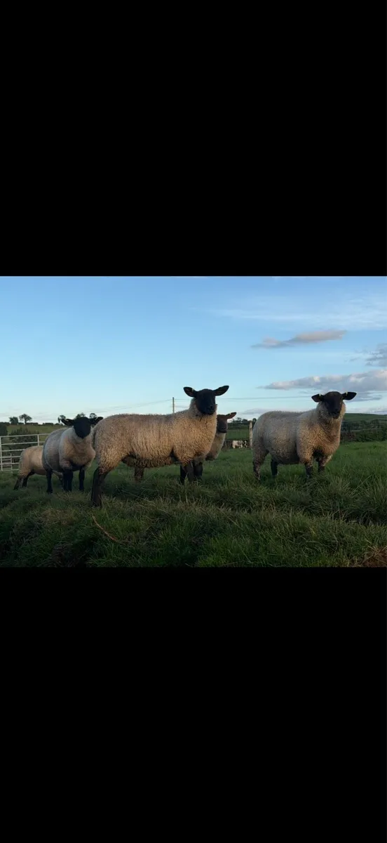 Ewe Lambs - Image 1