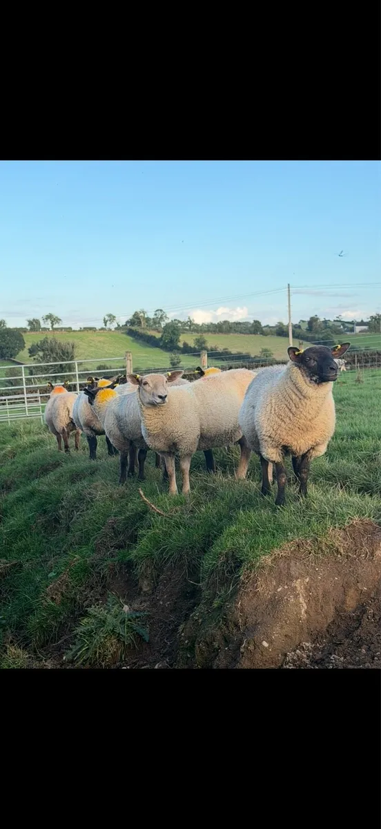 Ewe Lambs - Image 2