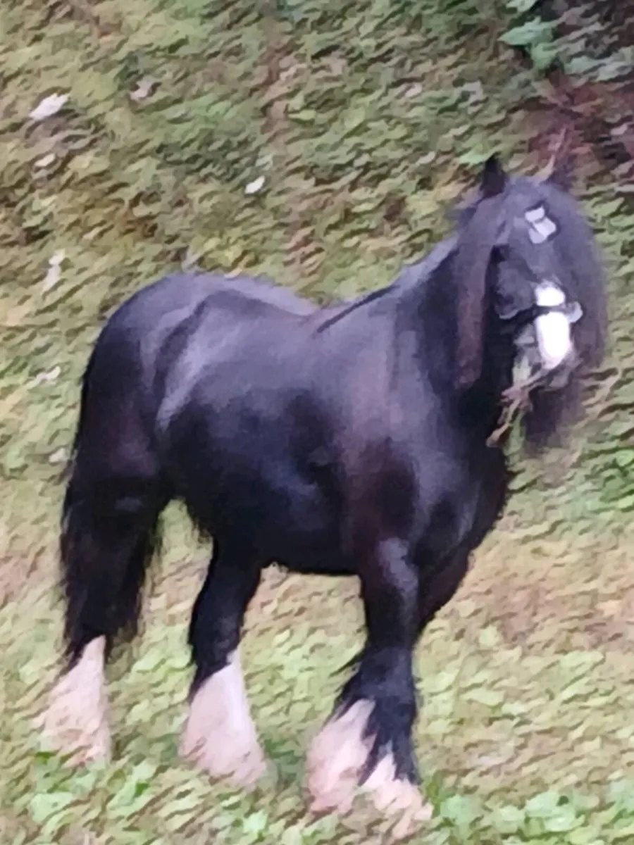 Horse - Image 1