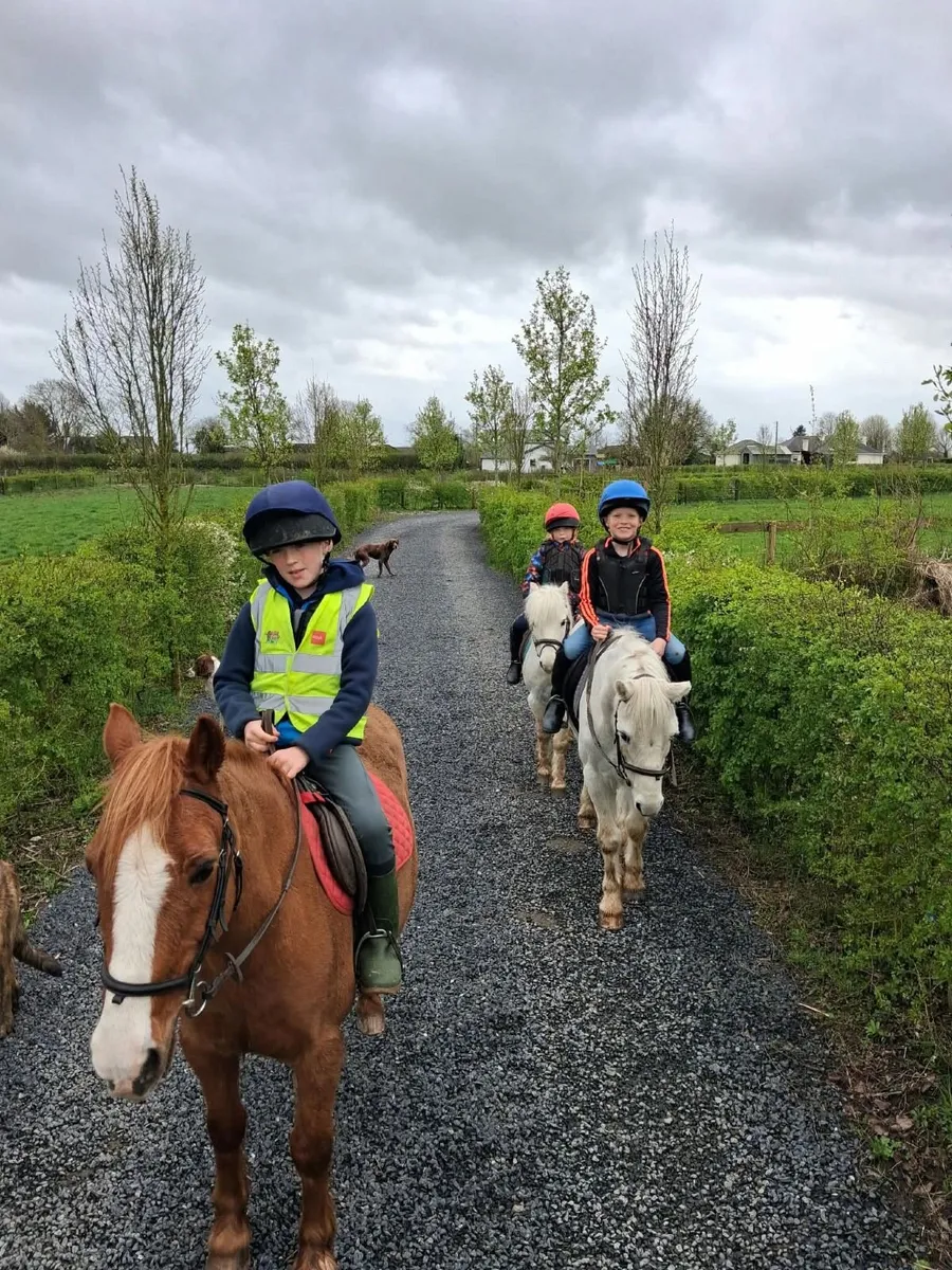 Starter/lead rein Pony - Image 4