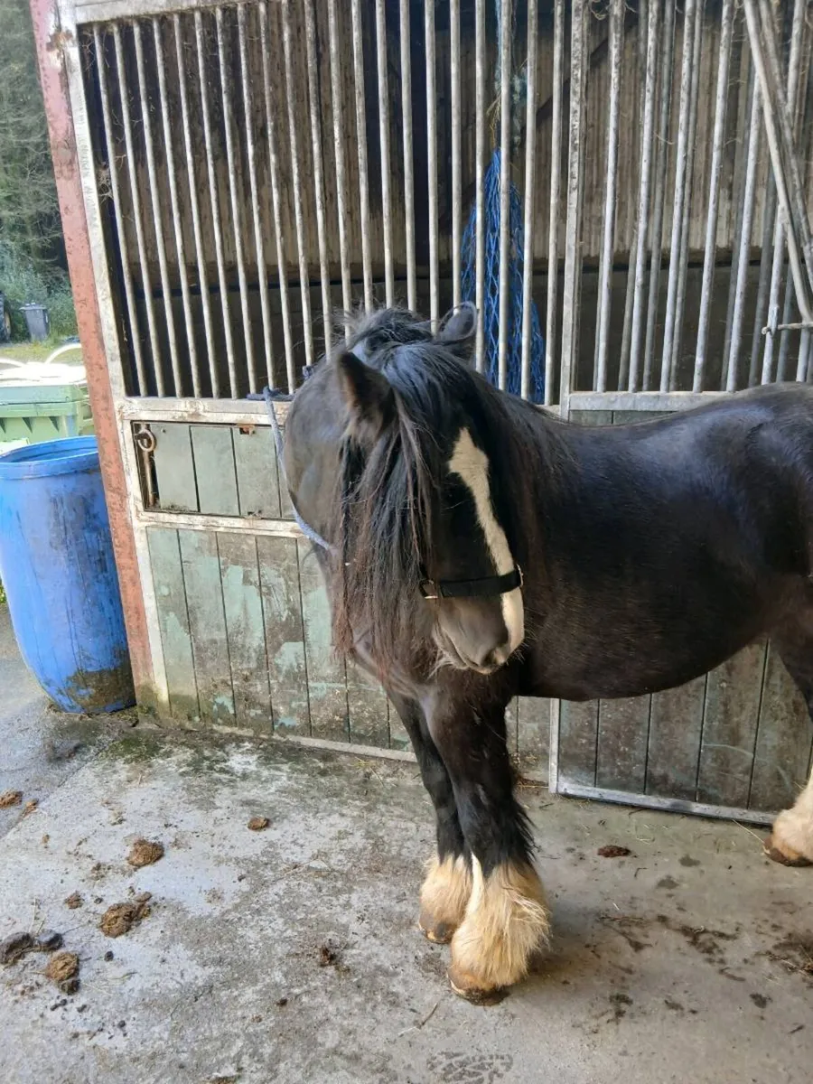 Horse - Image 2