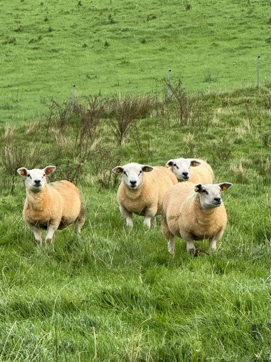 Organic Texel Lambs - Image 2