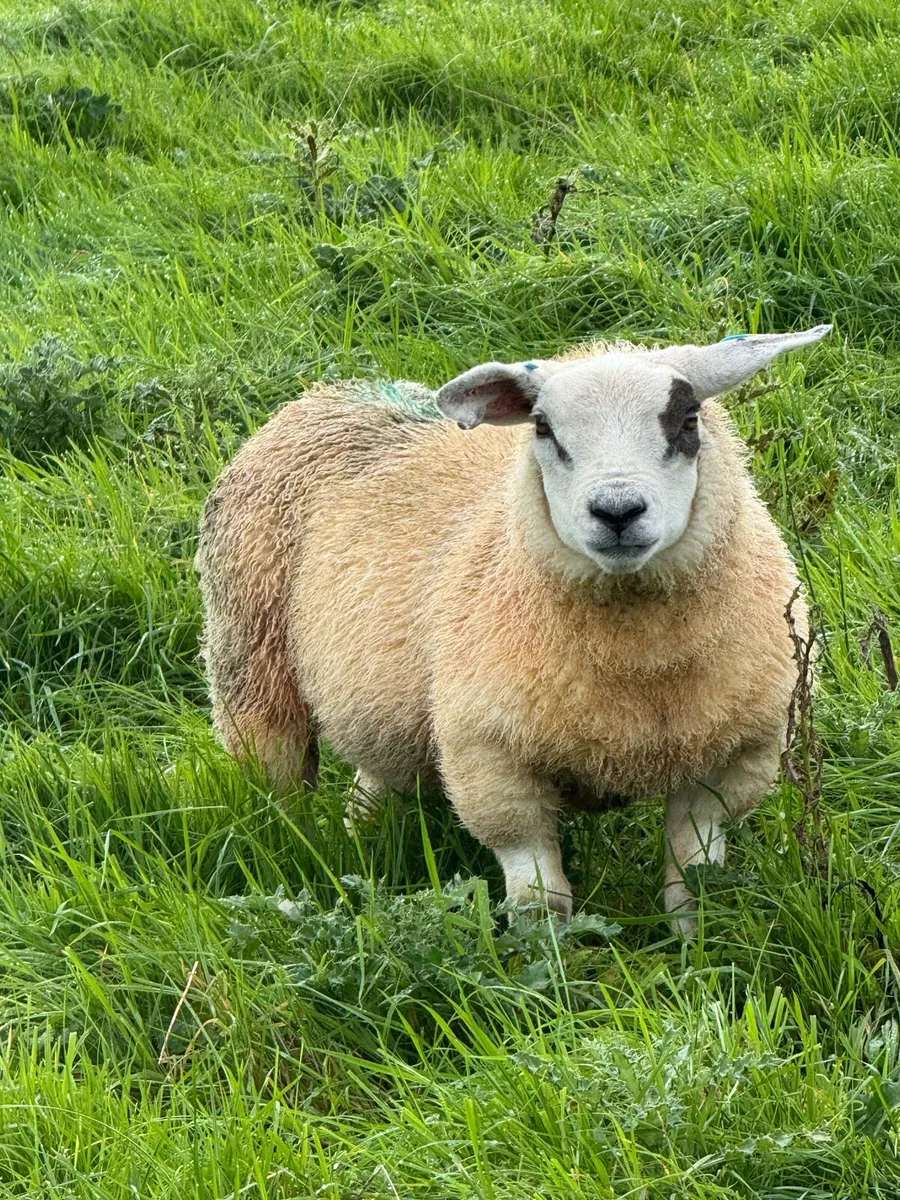 Organic Texel Lambs - Image 1