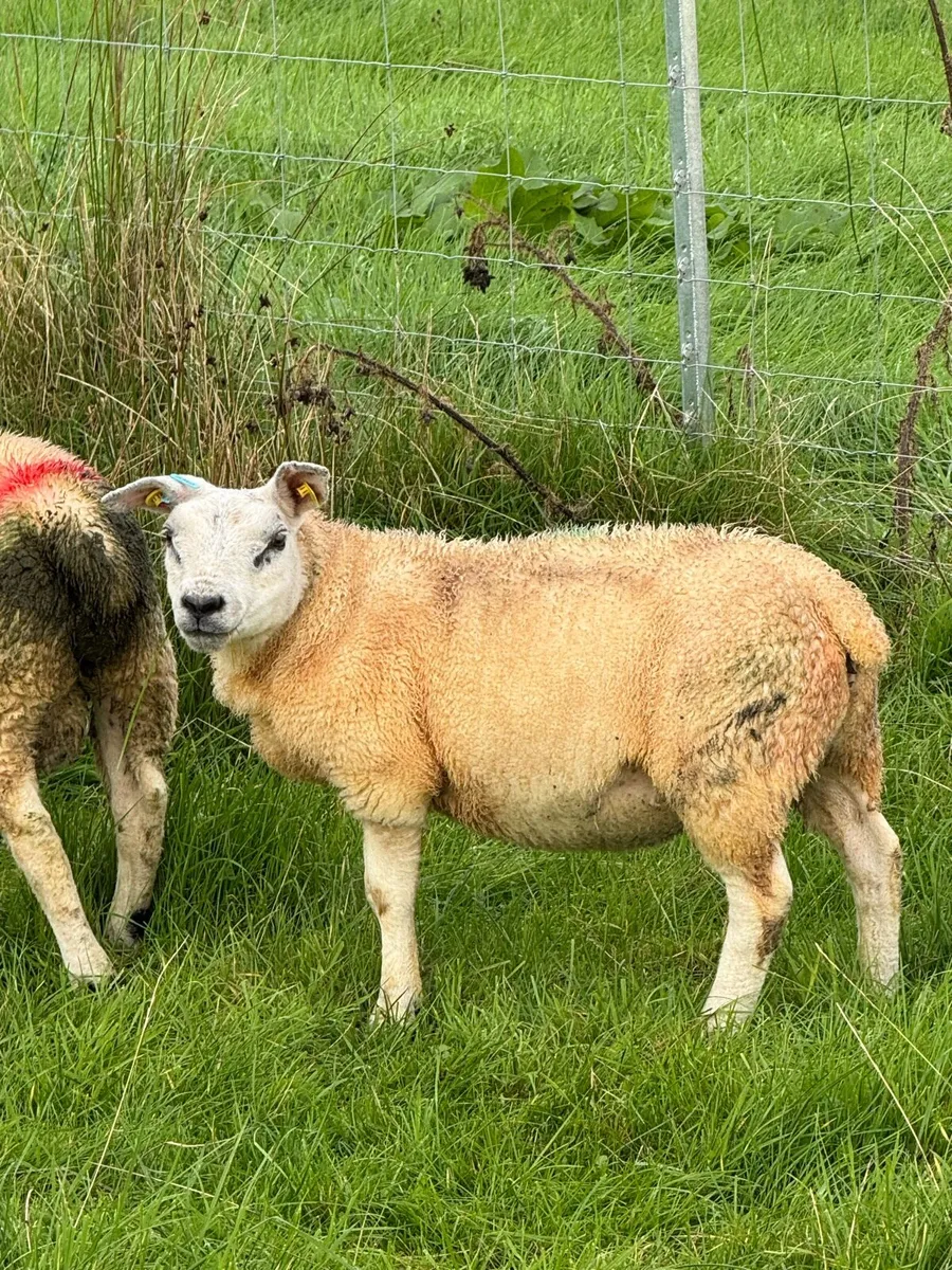 Organic Texel Lambs - Image 3