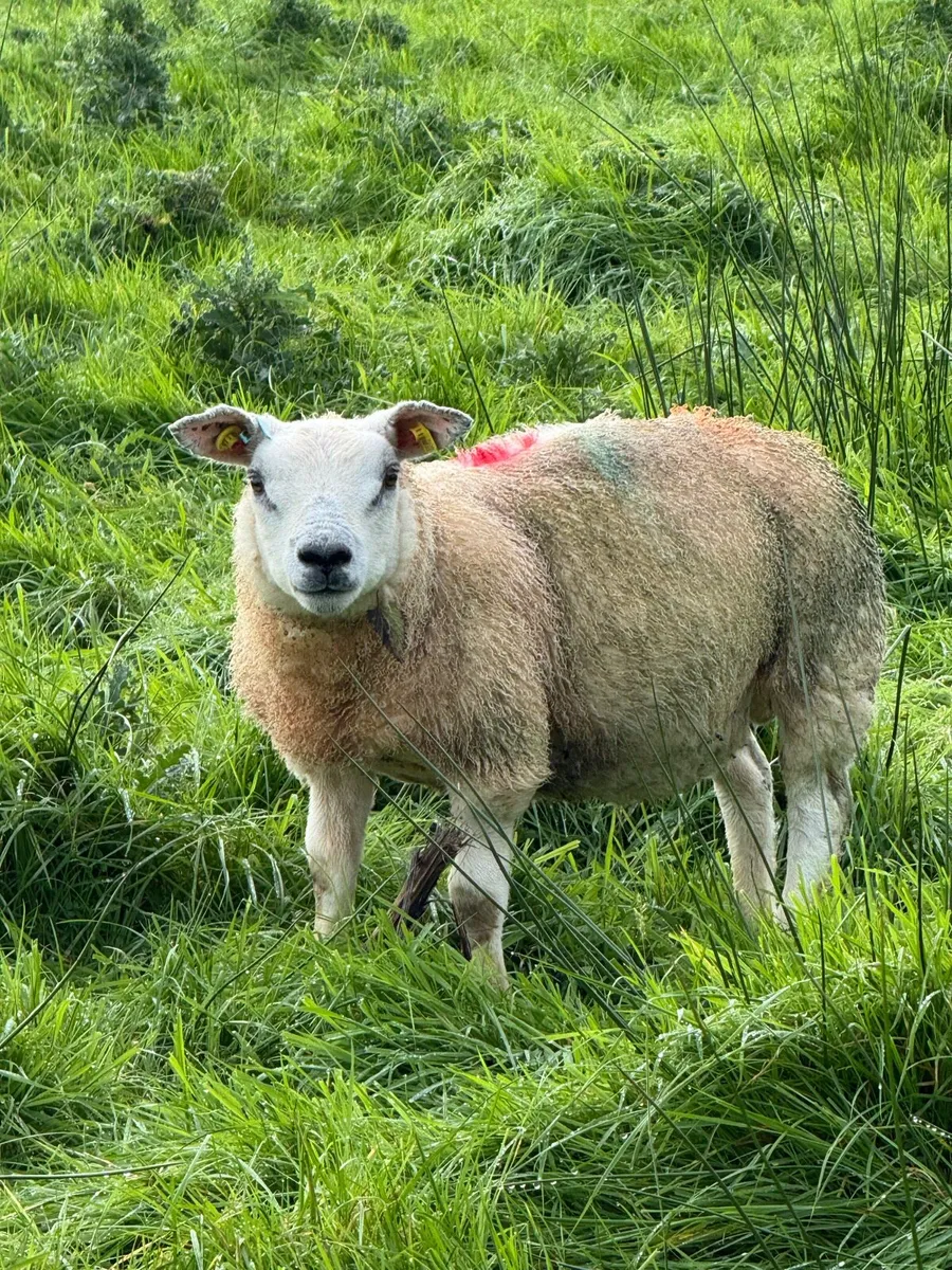 Organic Texel Lambs - Image 4