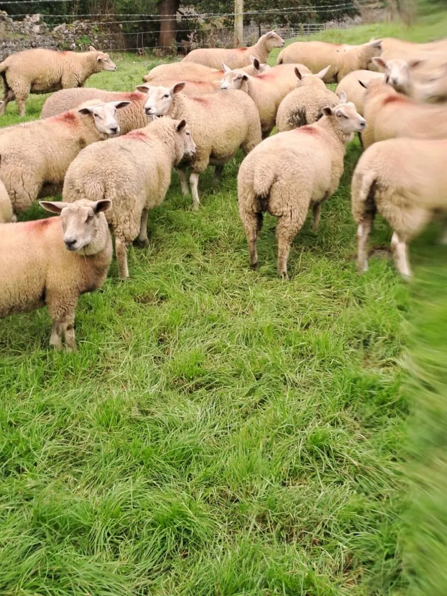 Ewe lambs - Image 2