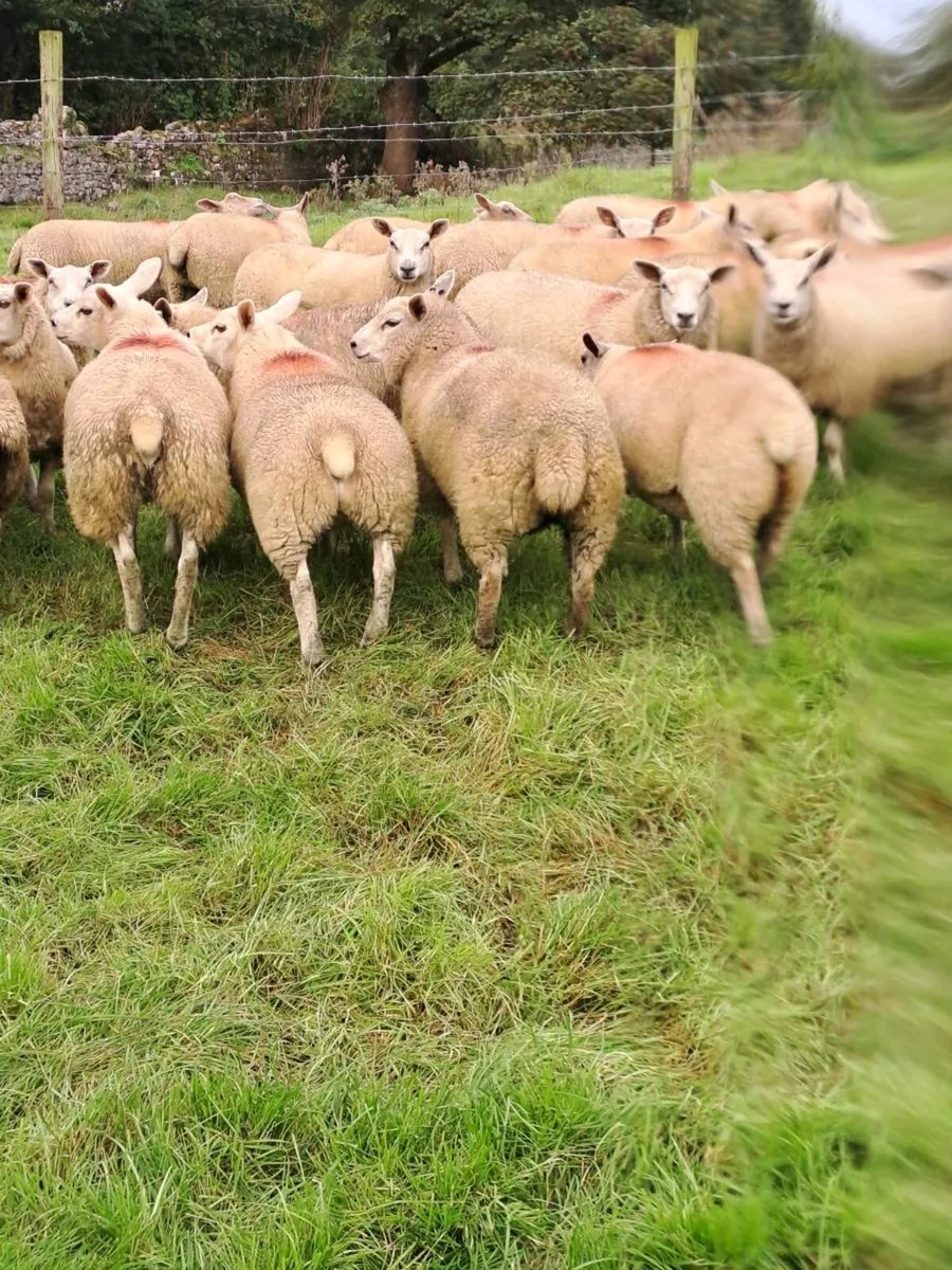 Ewe lambs - Image 1