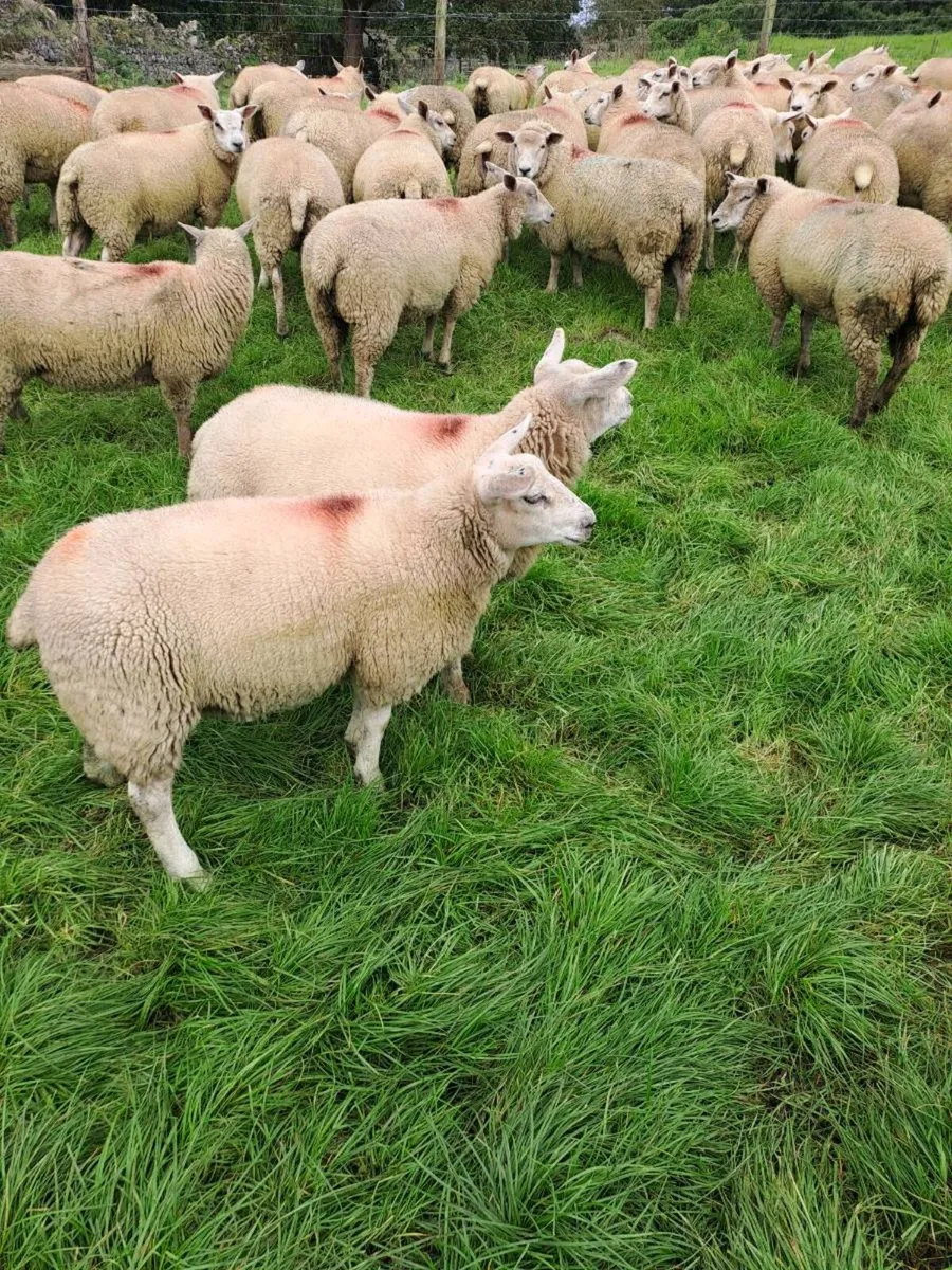 Ewe lambs - Image 4