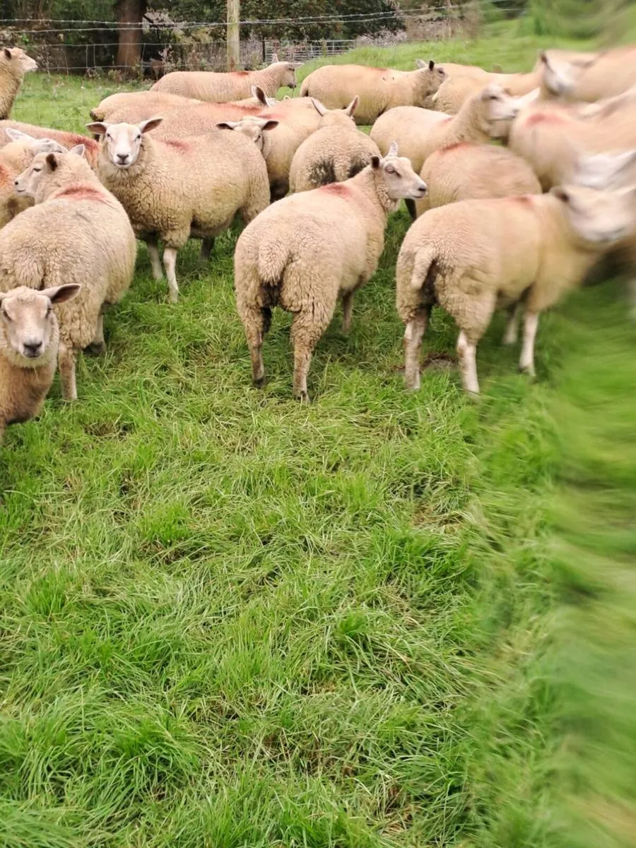 Ewe lambs - Image 3
