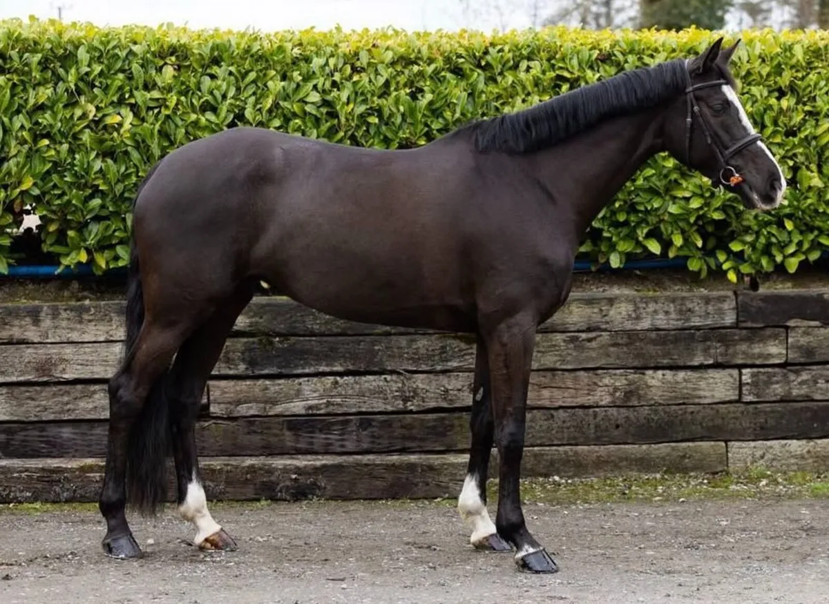 Beautiful Irish Sport Horse Mare - Image 1