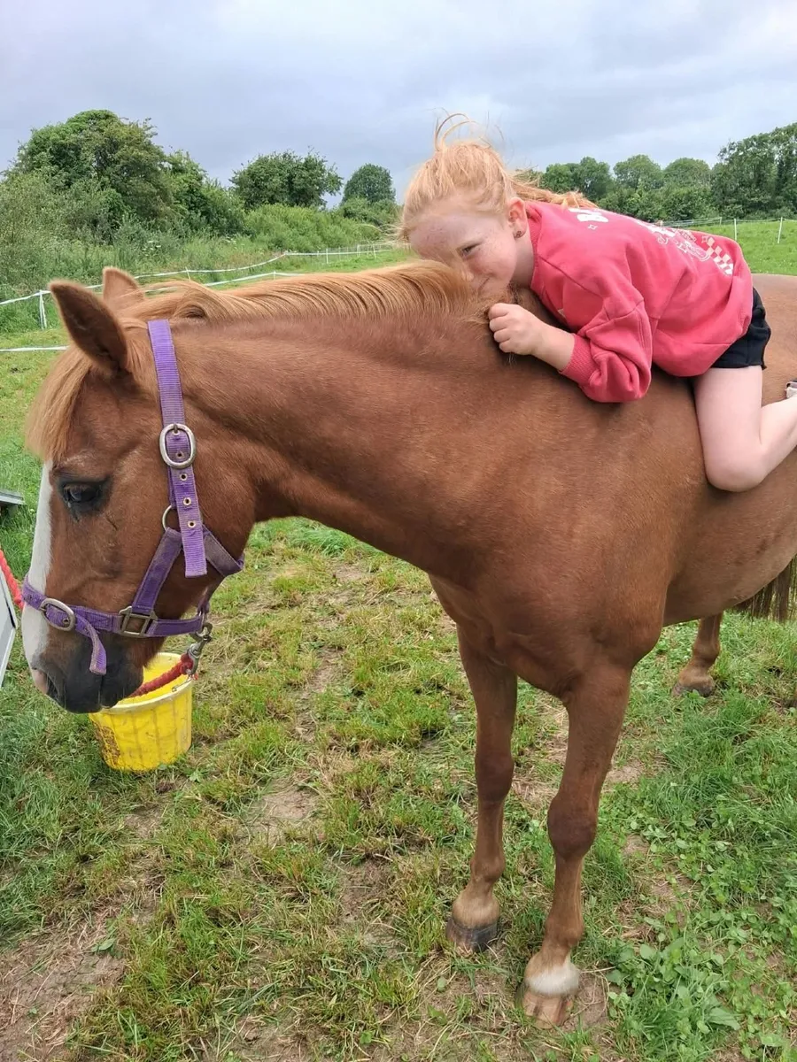 Starter/lead rein Pony - Image 1