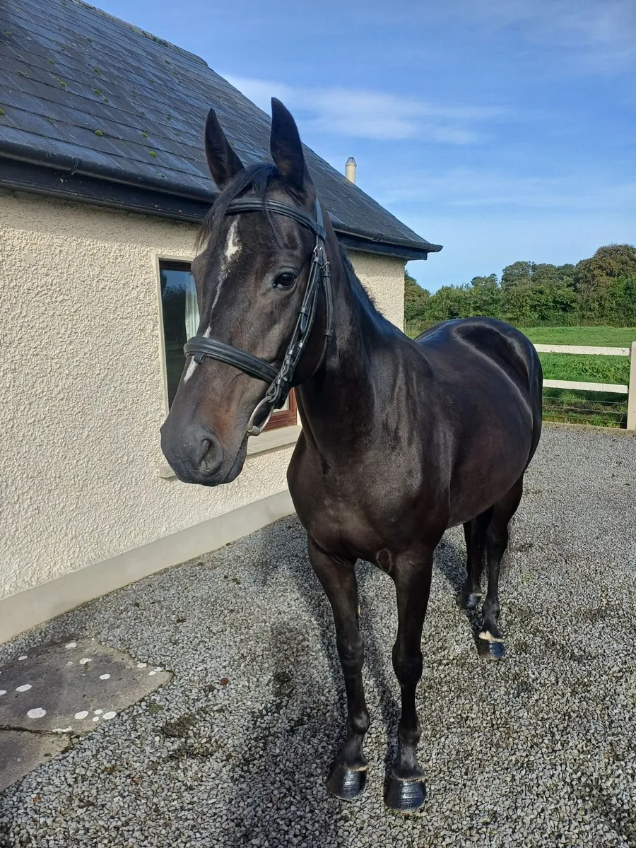 5yr old Mare 155cm - Image 3
