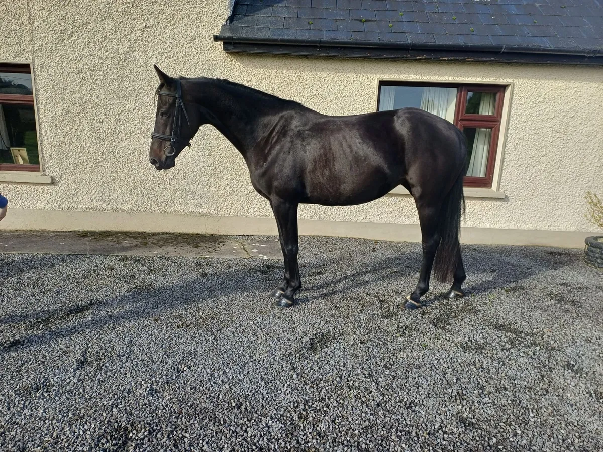 5yr old Mare 155cm - Image 4