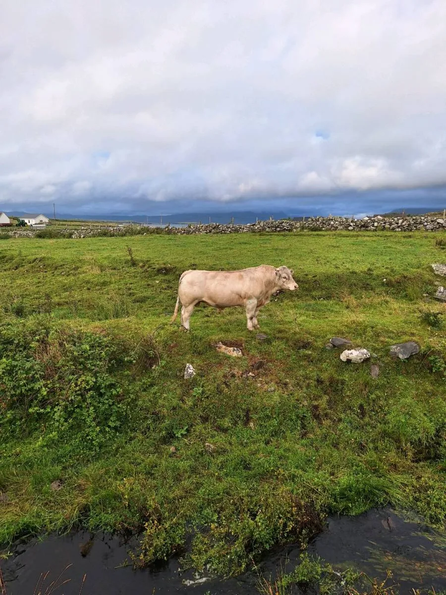 Bull - Image 1