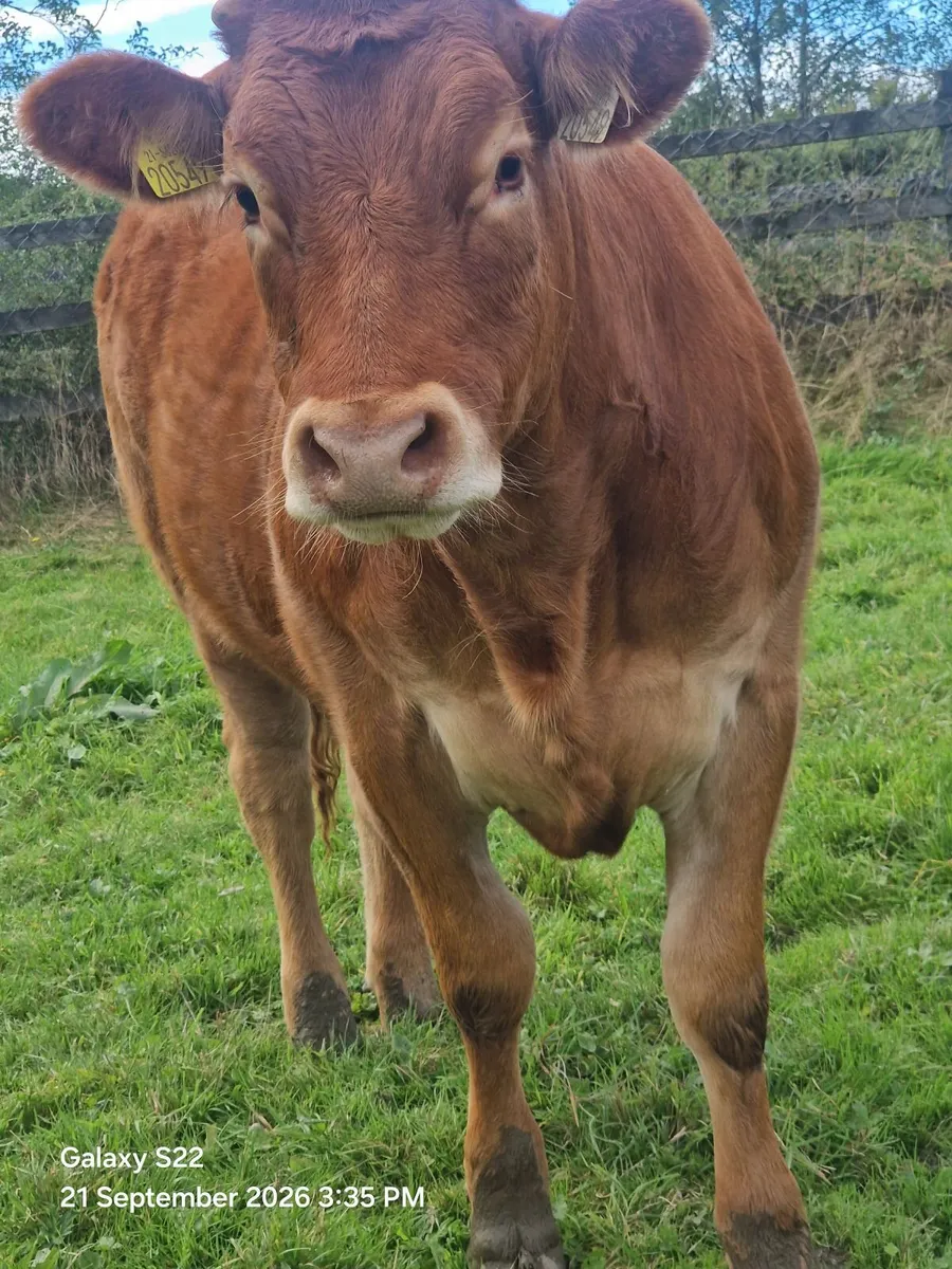 pbr limousin heifer - Image 1